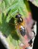 Epistrophe eligans